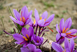 Saffron flowers on ground, crocus sativus purple blooming plant field, harvest collection
