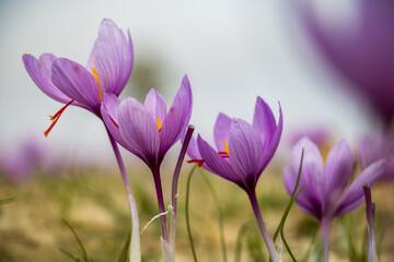 Wall Mural - Saffron crocus flowers on ground, Delicate purple plant field