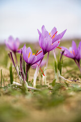 Wall Mural - Saffron crocus flowers on ground, Delicate purple plant field