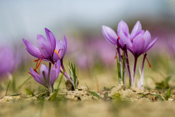 Wall Mural - Saffron flowers on ground, crocus sativus purple blooming plant field, harvest collection