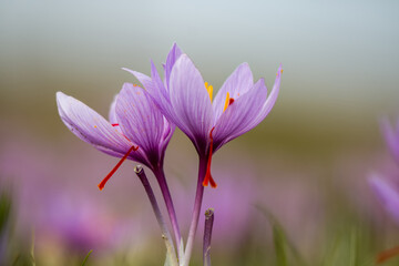 Wall Mural - Saffron flowers on ground, crocus sativus purple blooming plant field, harvest collection