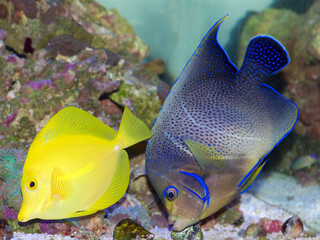 Wall Mural - A semi-adult Koran Angelfish, Pomacanthus semicirculatus in a reef aquarium swimming with a Yellow Tang, Zebrasoma flavescens, tropical marine fish