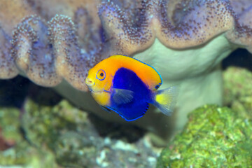 African Flameback Pygmy Angelfish, Centropyge acanthops, a tropical saltwater fish