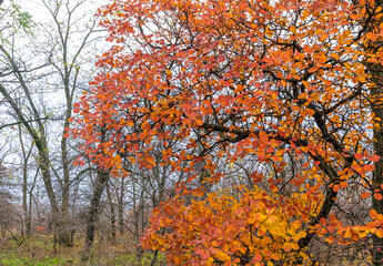 Sticker - Beautiful autumn forest in November