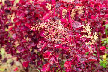 Wall Mural - Iresine herbstii or Herbst's bloodleaf is a species of flowering plant in the family Amaranthaceae. Some call this plant the chicken gizzard plant. Red Blood Leaf Ornamental Plant. defocus. blurred.