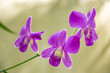 Orchidea fioletowa