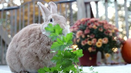 Canvas Print - Rufus Rabbit picks up big bunch of parsley and eats it fast head turned slight angle