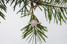 A Platinum Gold, Diamond Engagement Ring On A Pine Tree Branch.