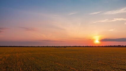 Sticker - Hyperlapse of blooming sunflowers in the field with setting sun on the background. Drone timelapse of agricultural field in the evening