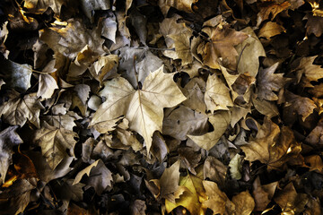 Yellow leaf in the grass