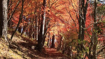 Wall Mural - Autumn forest and small trekking road