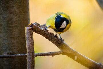 a big tit sits on a tree in autumn