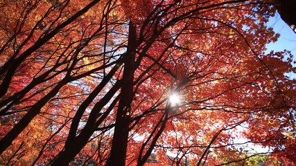 Wall Mural - Walking in autumn forest with sun light