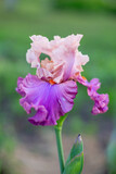 Fototapeta Tęcza - irises in the garden, selection varieties, large