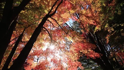 Wall Mural - Autumn forest and colored leaves in sunset
