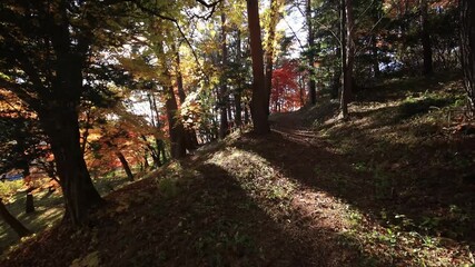 Wall Mural - Walking through autumn forest