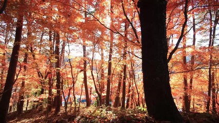 Wall Mural - Walking through Japanese maple forest in autumn