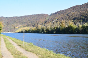 Poster - Reiherinsel in der Mosel mit Herbstbäumen