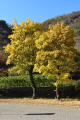 Wall Mural - zwei gelbe Herbstbäume