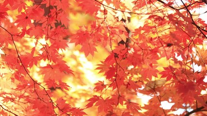 Wall Mural - Japanese maple tree in autumn
