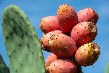 Prickly Pear Cactus Or Puntia, Ficus-indica, Indian Fig Opuntia With Fruits