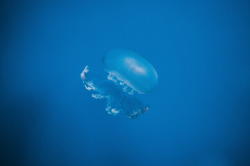 Poster - a fantastic portrait of a jellyfish in acquarium
