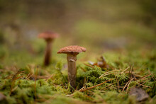 Macro Photo Of Armillaria Mellea Mushroom In A Pine Forest 