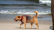 Pies w czerwonych szelkach samotnie spacerujący po plaży