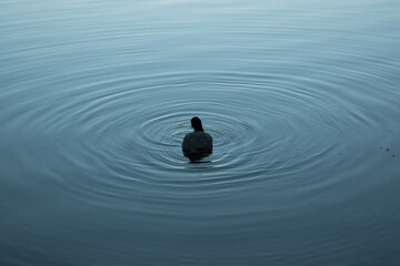 a lovely waterdrop caused by a bird