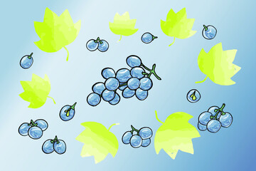 Set of grapes color sketch. Hand drawn grape bunches. Decorative doodles in vector illustration. For icon, sticker, logo, wine.