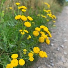 Yellow Tiny Flowers, Wild Flowers Growing By The Road, Beautiful Nature, Yellow Petals, Small Flower Heads, Blooming