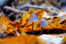 A Close-up Of Two Small Mushrooms Among The Brown Autumn Leaves In The Forest.