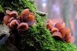 Fototapeta  - Forest mushrooms - edible mushroom Auricularia auricula-judae (Latin for 'Judas's Ear'), known as the Jew's ear, (black) wood ear, jelly ear, pepeao