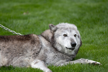 Poster - Closeup shot of an Alaskan Malamute chained on its neck outdoors