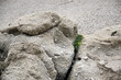 Kamienne skały z małą roślinką rosnącą w przerwie między nimi