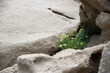 Kamienne skały z małą roślinką rosnącą w przerwie między nimi