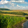 corn field and agricultural land on the horizon
