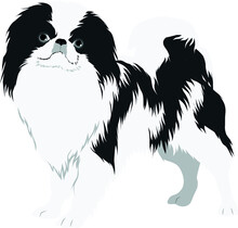 The Japanese Chin (Japanese Spaniel) Colored Vector Illustration