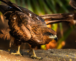 Poster - Close-up shot of a Black kite bird perched on the wall ready to fly on a sunny day