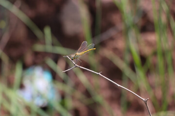 Sticker - Macro shot of a small dragonfly on a tree branch with a blurry background