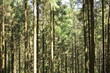 Drzewa w lesie iglastym - pnie sosnowe