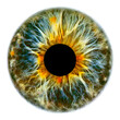 Eye iris pupil vector illustration isolated
