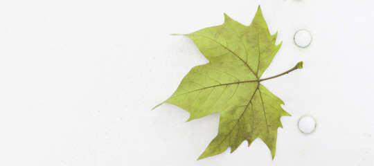 green leaf of London plane