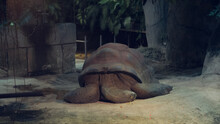 Giant Tortoise Sleeping With A Crooked Head