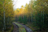 Fototapeta Dmuchawce - Forest in autumn in Poland