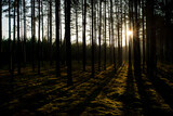 Fototapeta Dmuchawce - sunset in the forest