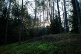 Fototapeta Dmuchawce - enchanted forest
