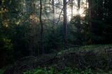 Fototapeta Dmuchawce - morning in the woods