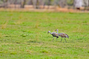 Wall Mural - Lesser Sandhill Cranes at Merced NWR