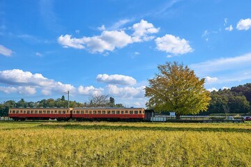 銀杏の紅葉とレトロ列車　小湊鉄道　上総久保駅